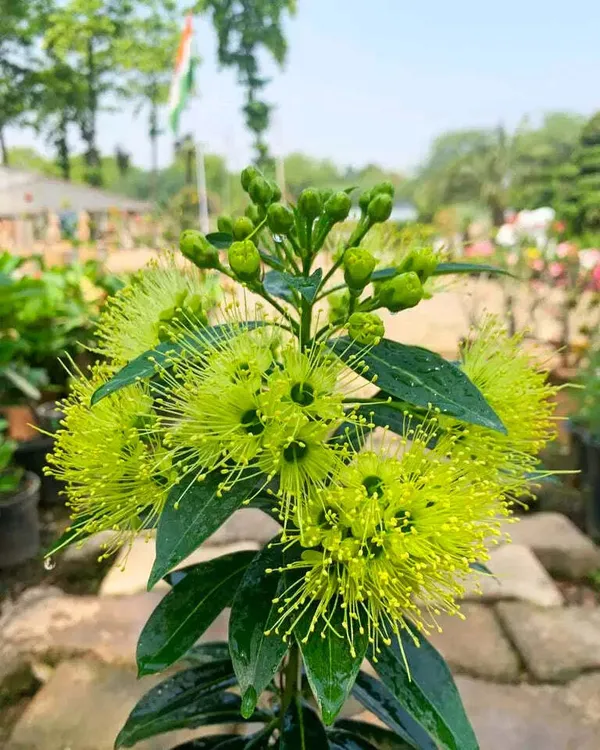 First_Love_Red_Flower_Plant_(Hybrid)