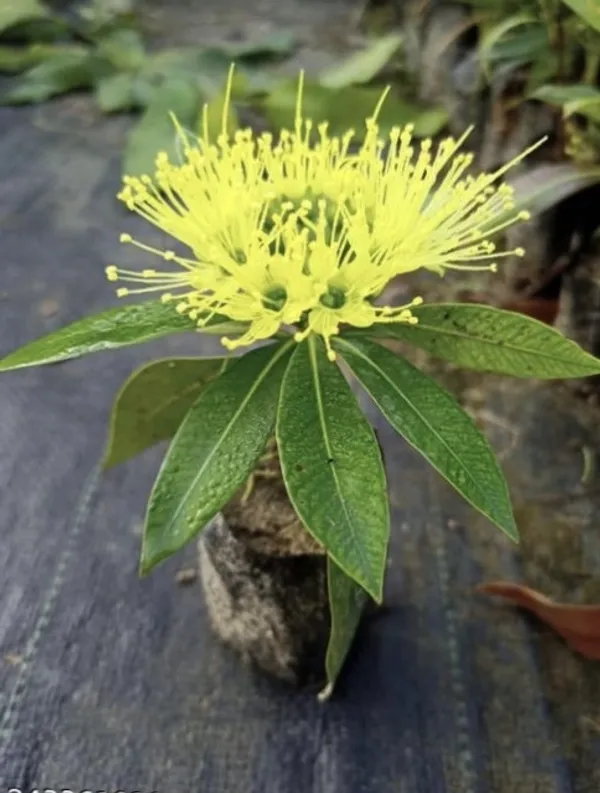 First_Love_Red_Flower_Plant_(Hybrid)