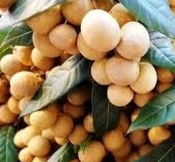 Asfol_Plant_Hybrid