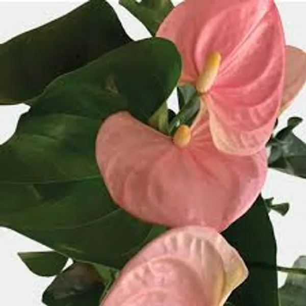 Anthurium_Plant_For_Your_Home_And_Garden_Area