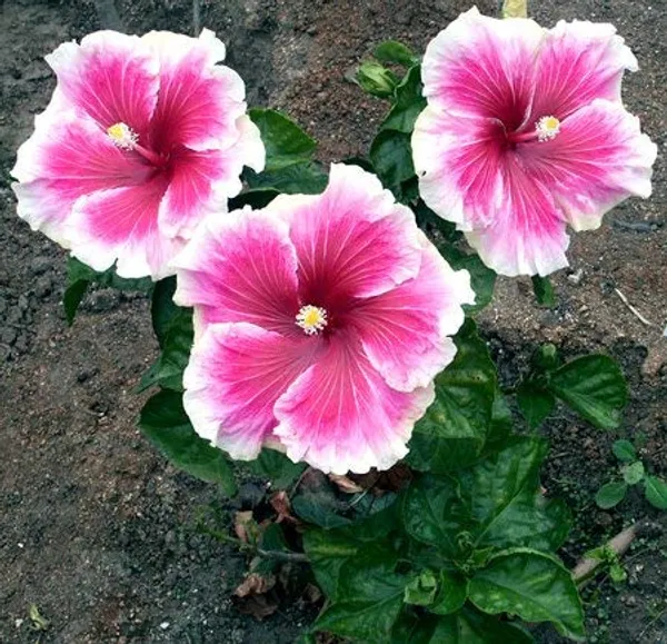 Hibiscus_Plant_(Hybrid)