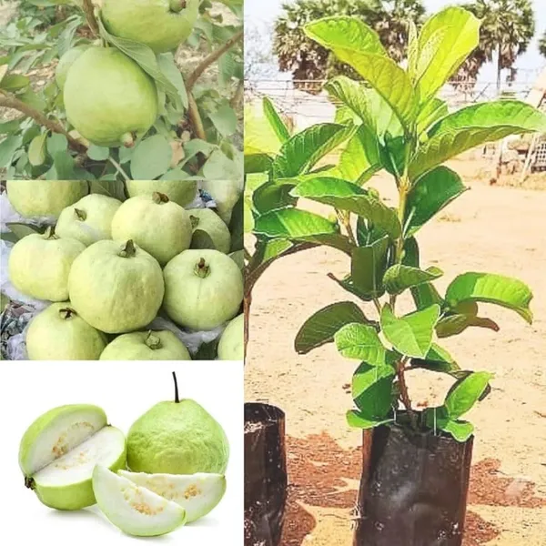 Hybrid_All_Time_Baramasi_Vietnam_Guava_Plant_|_For_Home_Garden