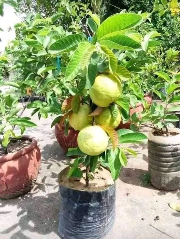Hybrid_All_Time_Baramasi_Vietnam_Guava_Plant_|_For_Home_Garden