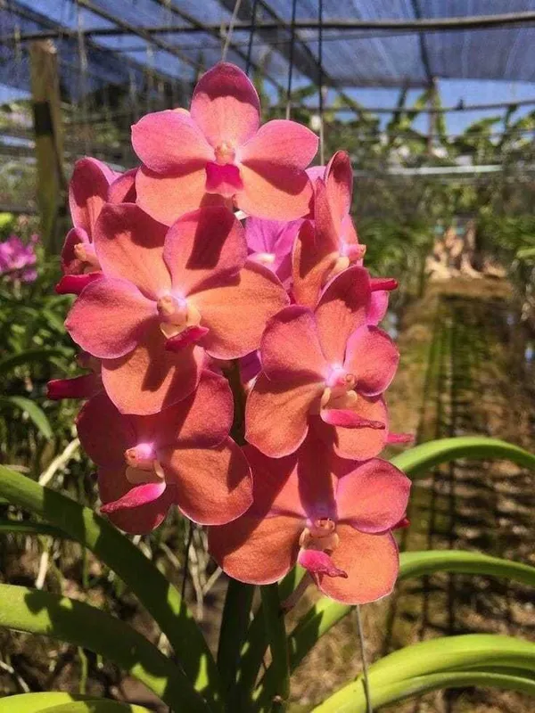 Hybrid_Orchid_Plant_|_For_Home_Garden
