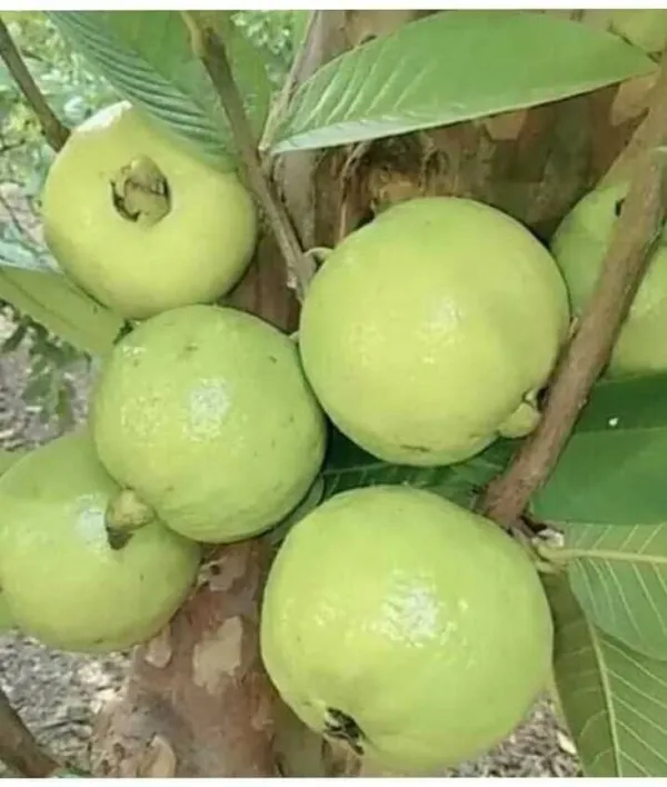 Guava_Plant_(Hybrid)