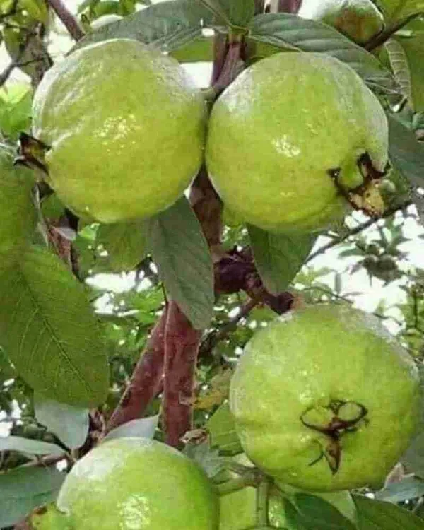 Guava_Plant_(Hybrid)