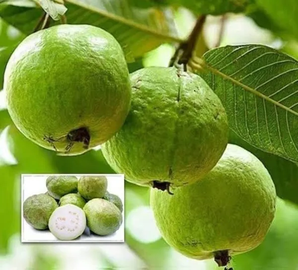 Guava_Plant_(Hybrid)
