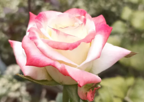 Rose_Plant_(Hybrid)