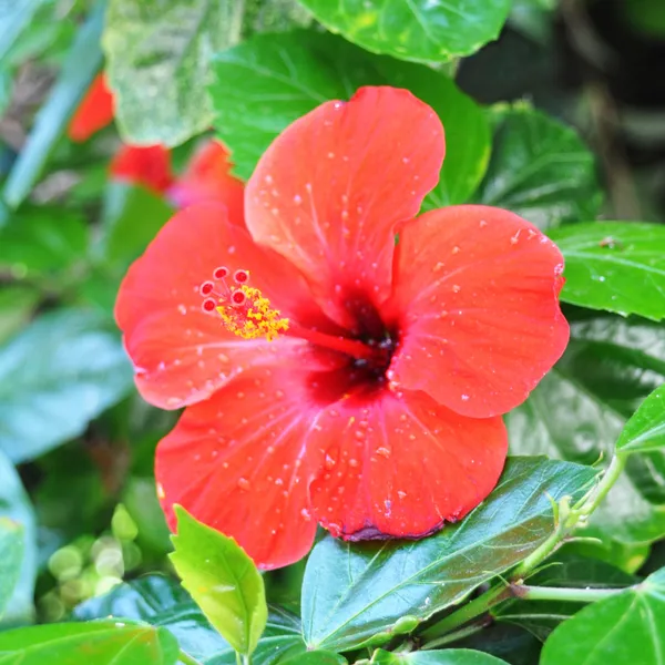 Hibiscus_Plant_(Hybrid)