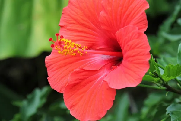 Hibiscus_Plant_(Hybrid)