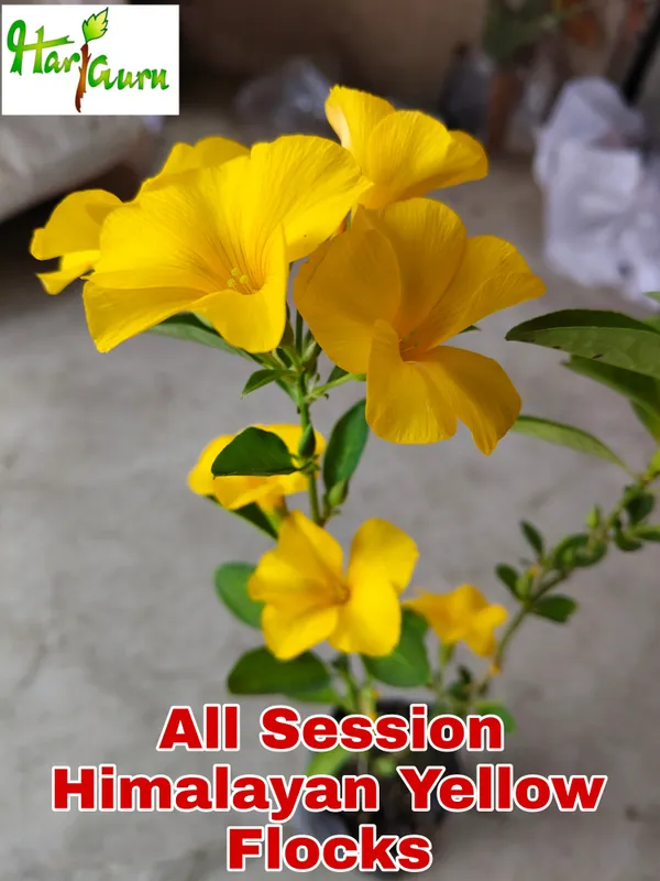 Mandevilla_Plant_(Hybrid)