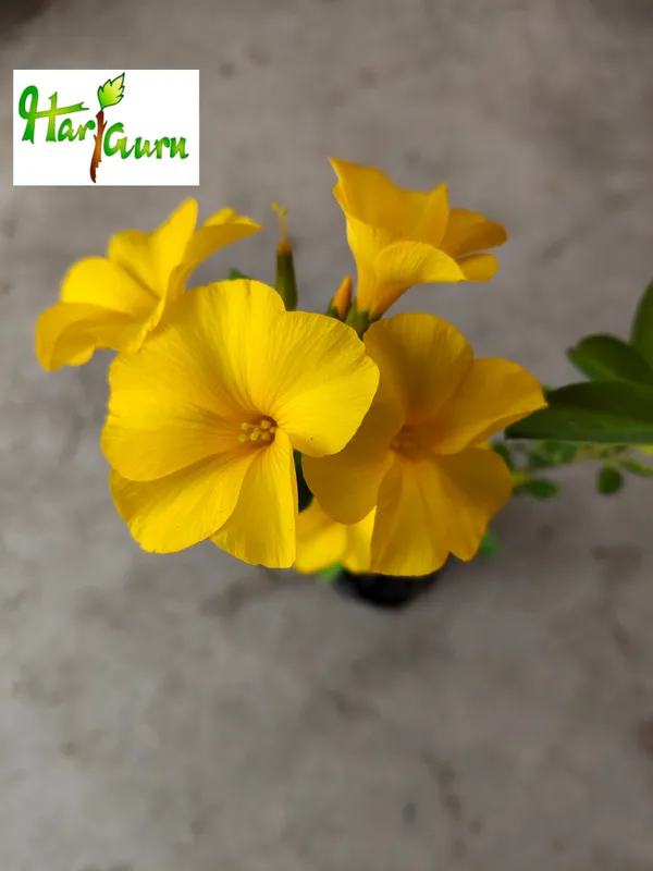 Mandevilla_Plant_(Hybrid)