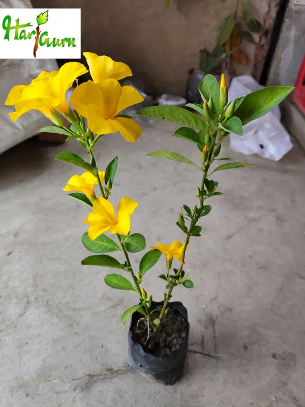 Mandevilla_Plant_(Hybrid)
