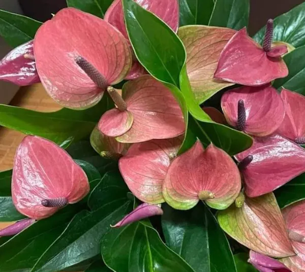 Anthurium_Plant_For_Your_Home_And_Garden_Area