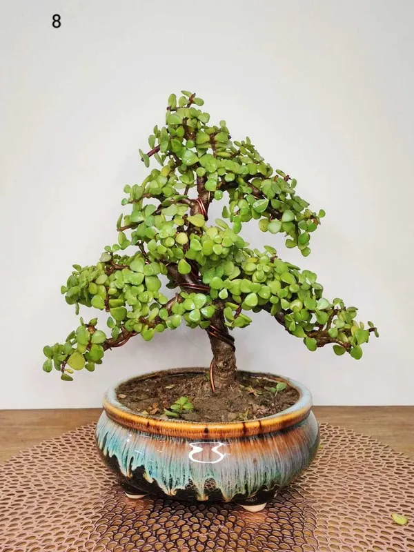 Jade_Plant_(Hybrid)