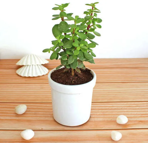 Jade_Plant_(Hybrid)