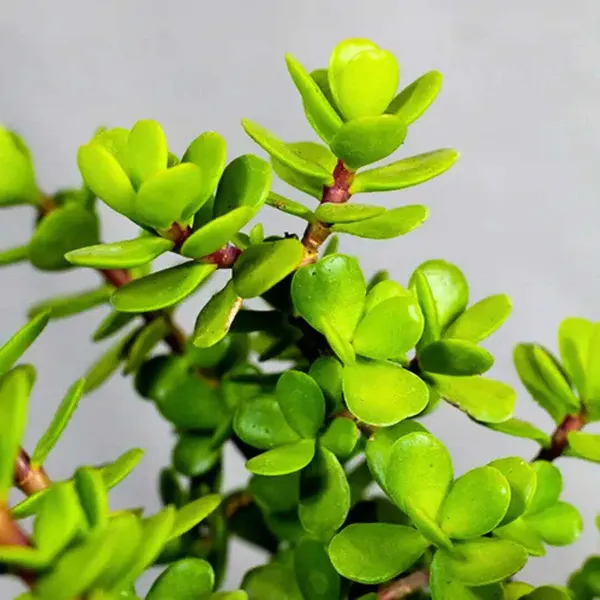 Jade_Plant_(Hybrid)