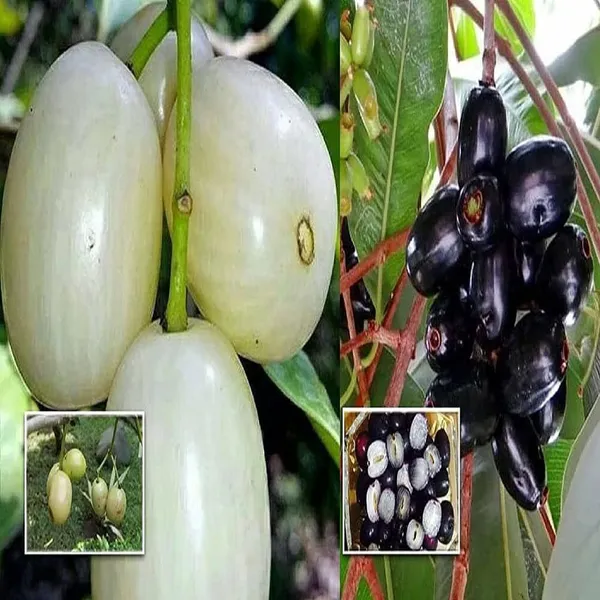Jamun_Plant_(Hybrid)