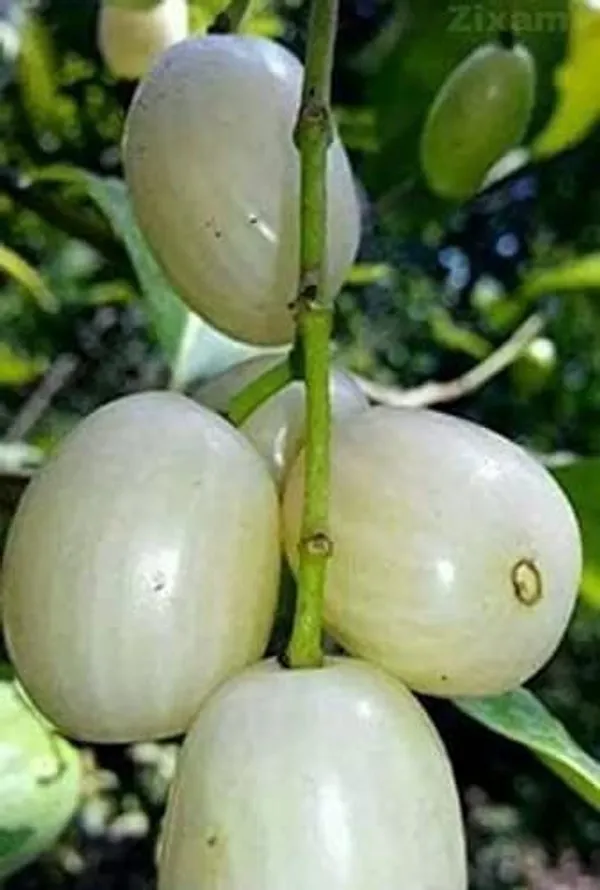 Jamun_Plant_(Hybrid)