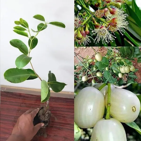 Jamun_Plant_(Hybrid)
