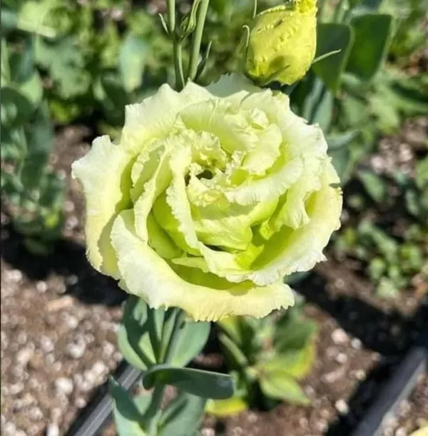Green_Lisianthus_Flower_Plant