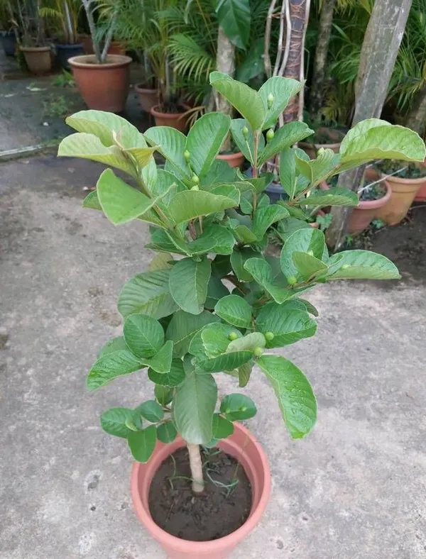 Hybrid_All_Time_Baramasi_Vietnam_Guava_Plant_|_For_Home_Garden