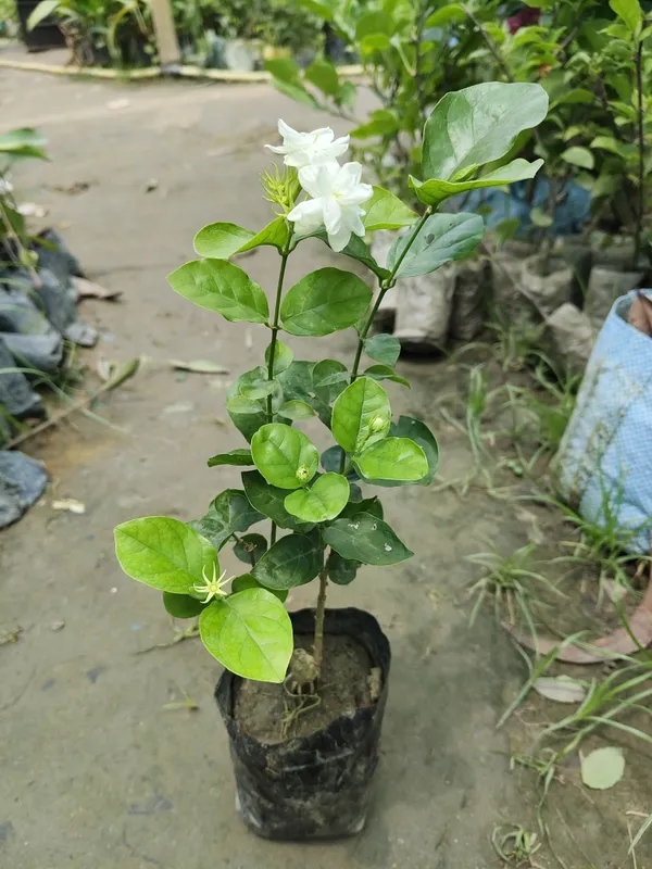 Jasminum_Sambac_Butt_Mogra_Plant_(Hybrid,_Pack_Of_1)