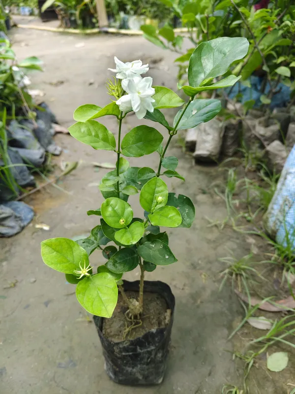 Hybrid_Jasmine_Plant_|_For_Home_Garden