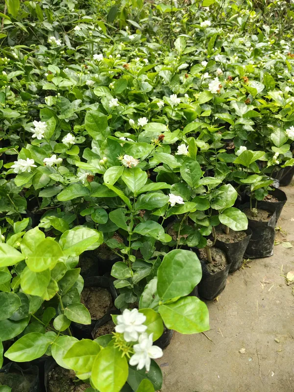 Hybrid_Jasmine_Plant_|_For_Home_Garden