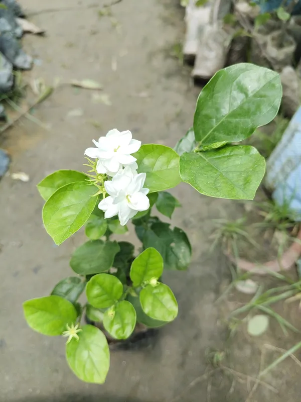 Hybrid_Jasmine_Plant_|_For_Home_Garden