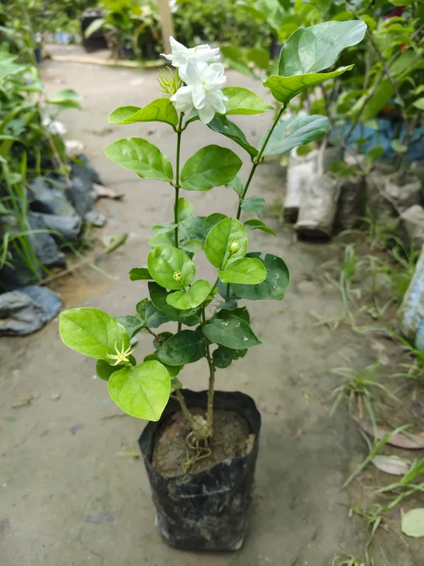 Hybrid_Jasmine_Plant_|_For_Home_Garden