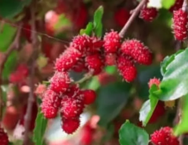 Shahtoot/_Mulberry_Plant_(Hybrid)