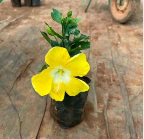 Hibiscus_Plant_(Hybrid)