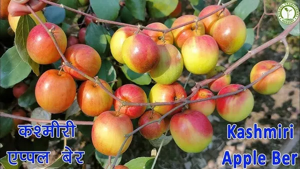 Kashmiri_Ber_Apple_Plant_All_Time_Fruit(Grafted)