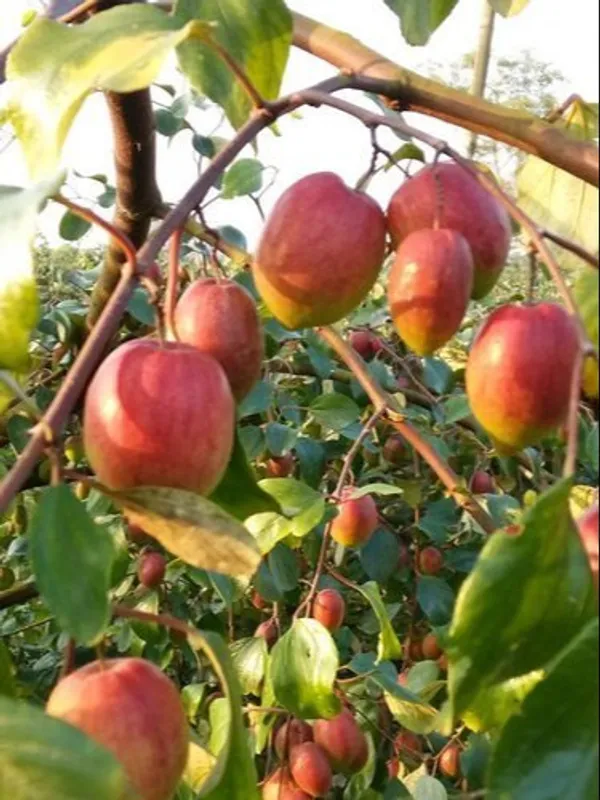 Kashmiri_Ber_Apple_Plant_All_Time_Fruit(Grafted)