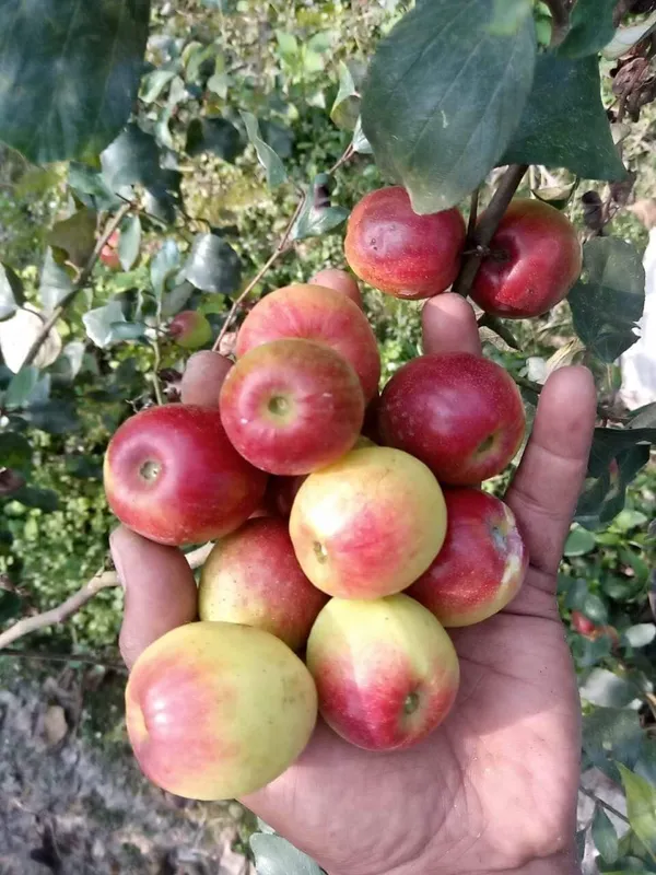 Kashmiri_Ber_Apple_Plant_All_Time_Fruit(Grafted)