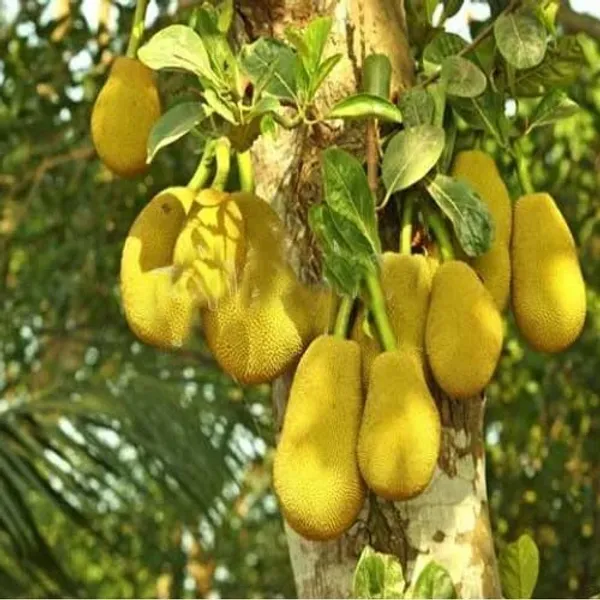 Jack_Fruit_Plant_(Hybrid)