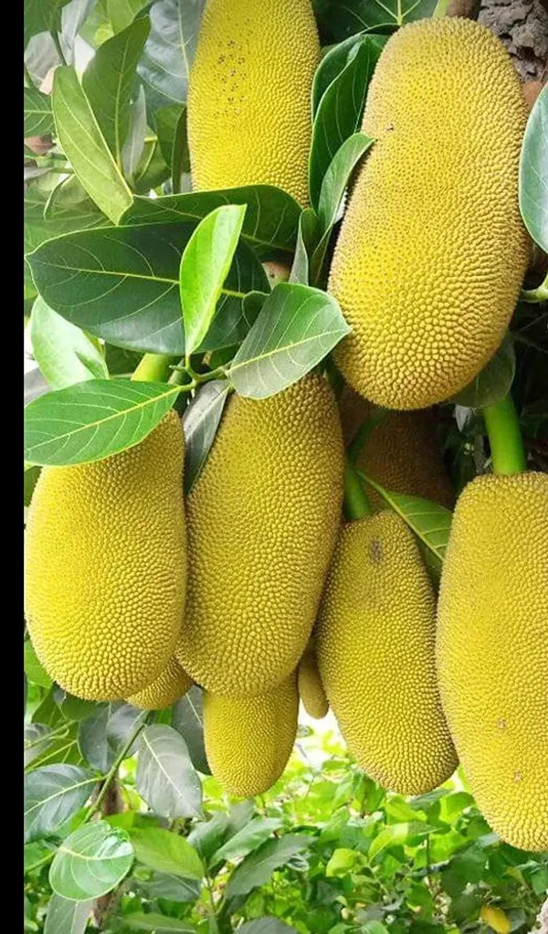 Jack_Fruit_Plant_(Hybrid)