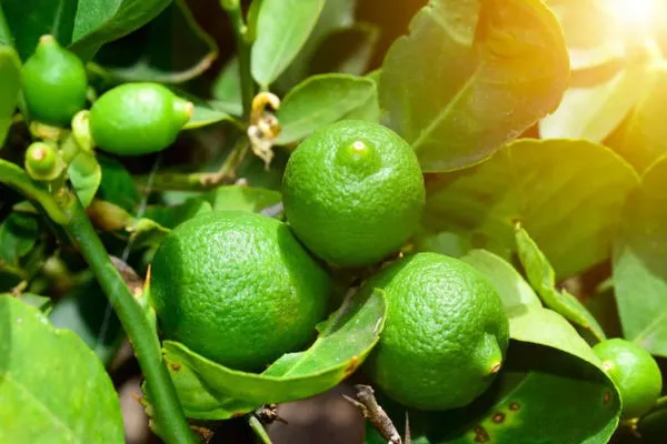 Lemon_Plant_(Hybrid,_Pack_Of_1)