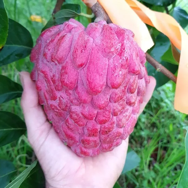 Hybrid_Custard_Apple_Plant_|_For_Home_Garden