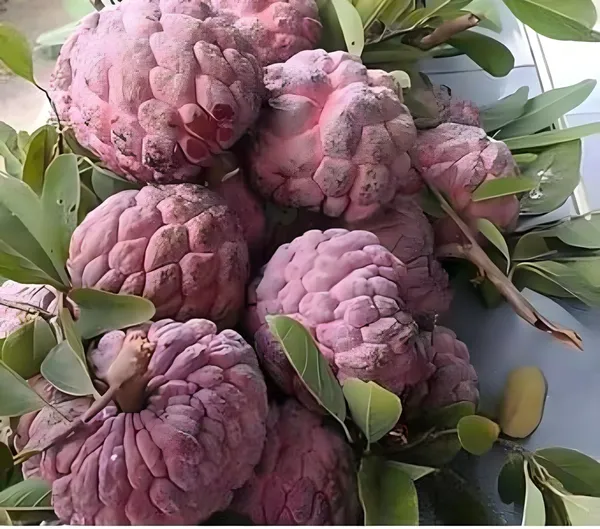 Hybrid_Custard_Apple_Plant_|_For_Home_Garden