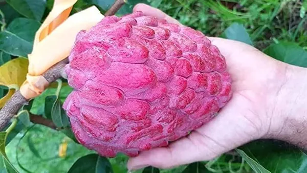 Custard_Apple_Plant_(Hybrid)