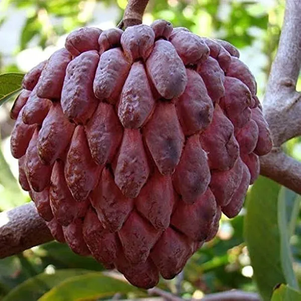 Custard_Apple_Plant_(Hybrid)