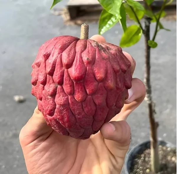 Custard_Apple_Plant_(Hybrid)
