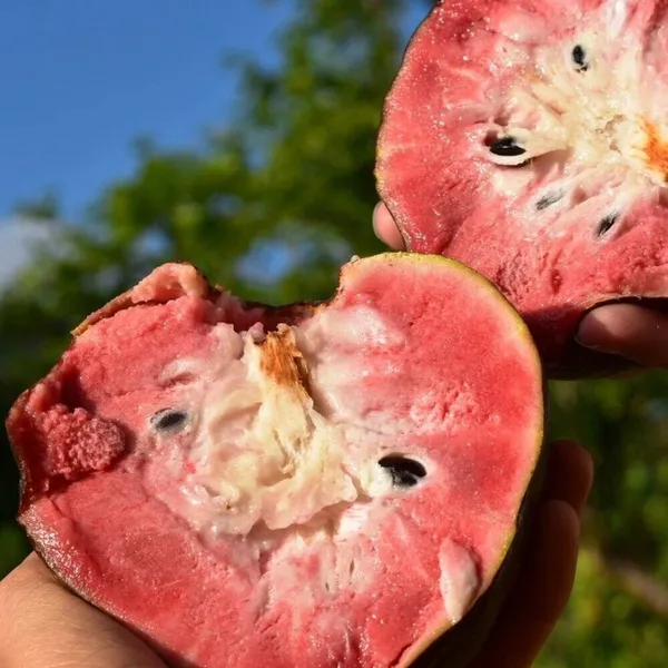 Custard_Apple_Plant_(Hybrid)