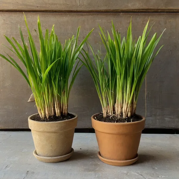 Lemon_Grass_Plant_(Hybrid,_Pack_Of_2)