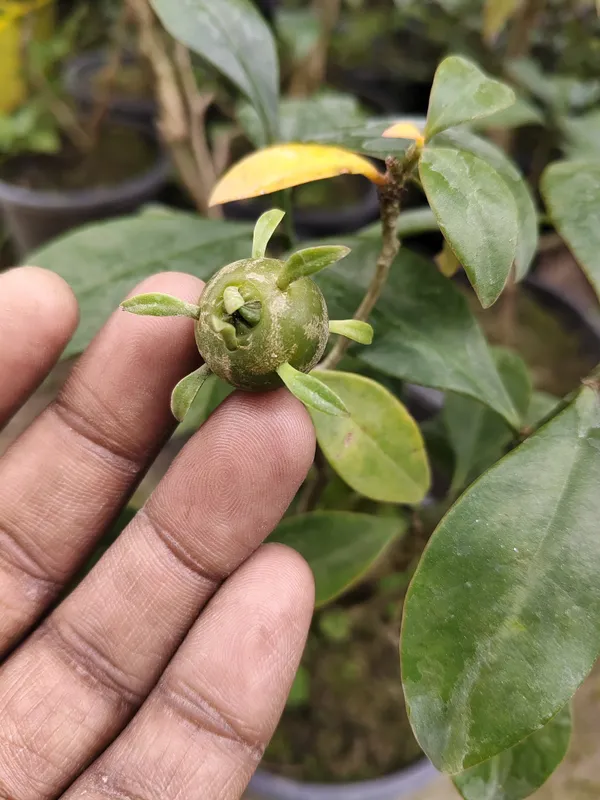 Lemon_Vine_Plant_For_Your_Home_And_Garden_Area