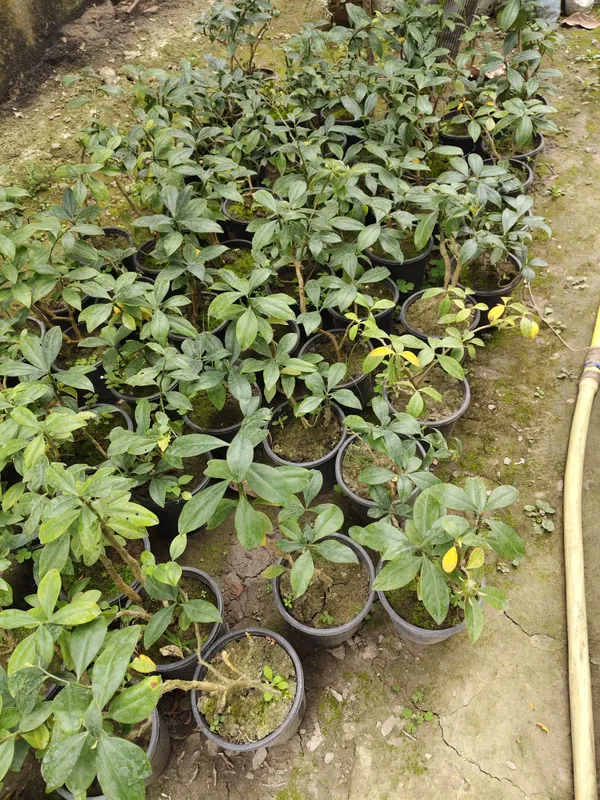 Lemon_Vine_Plant_For_Your_Home_And_Garden_Area
