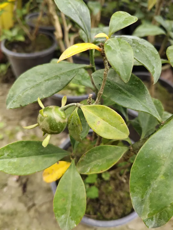 Lemon_Vine_Plant_For_Your_Home_And_Garden_Area