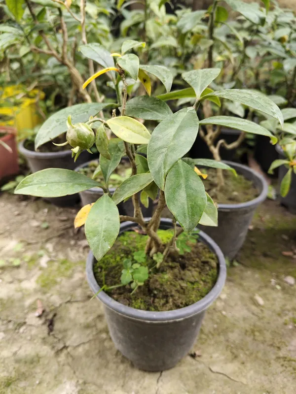 Lemon_Vine_Plant_For_Your_Home_And_Garden_Area